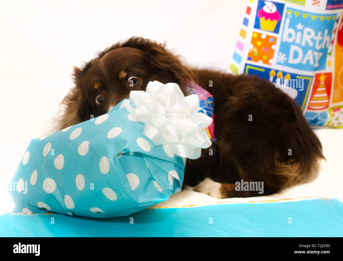 Cowboy, an eight-year-old red tri Australian Shepherd, opens presents at his birthday party, April 4, 2016, in Coden, Alabama. Stock Photo