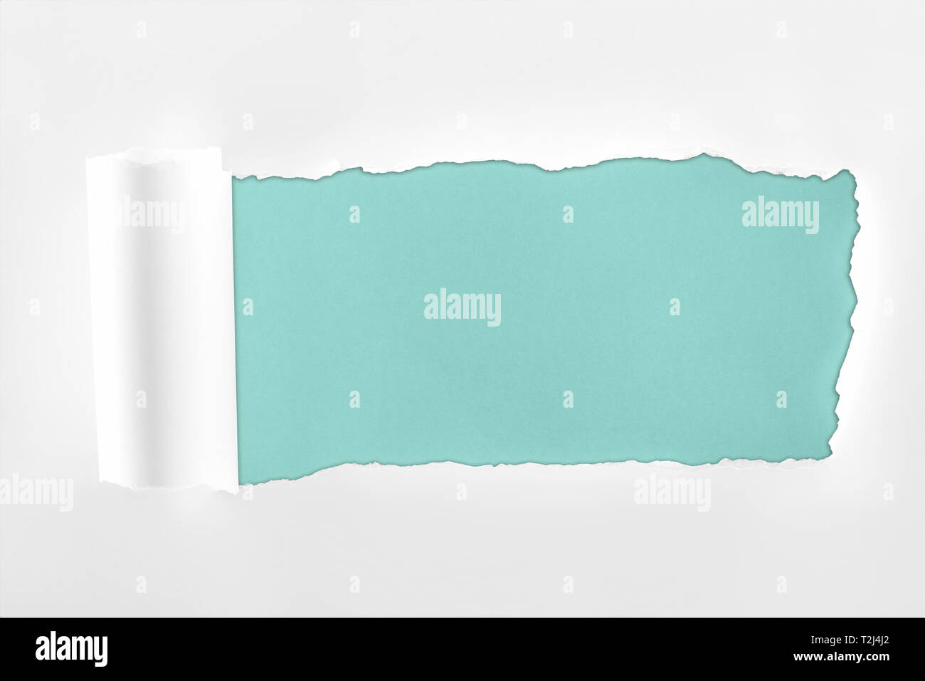 White Riggid Edge ragged textured white paper with rolled edge on light blue background ...