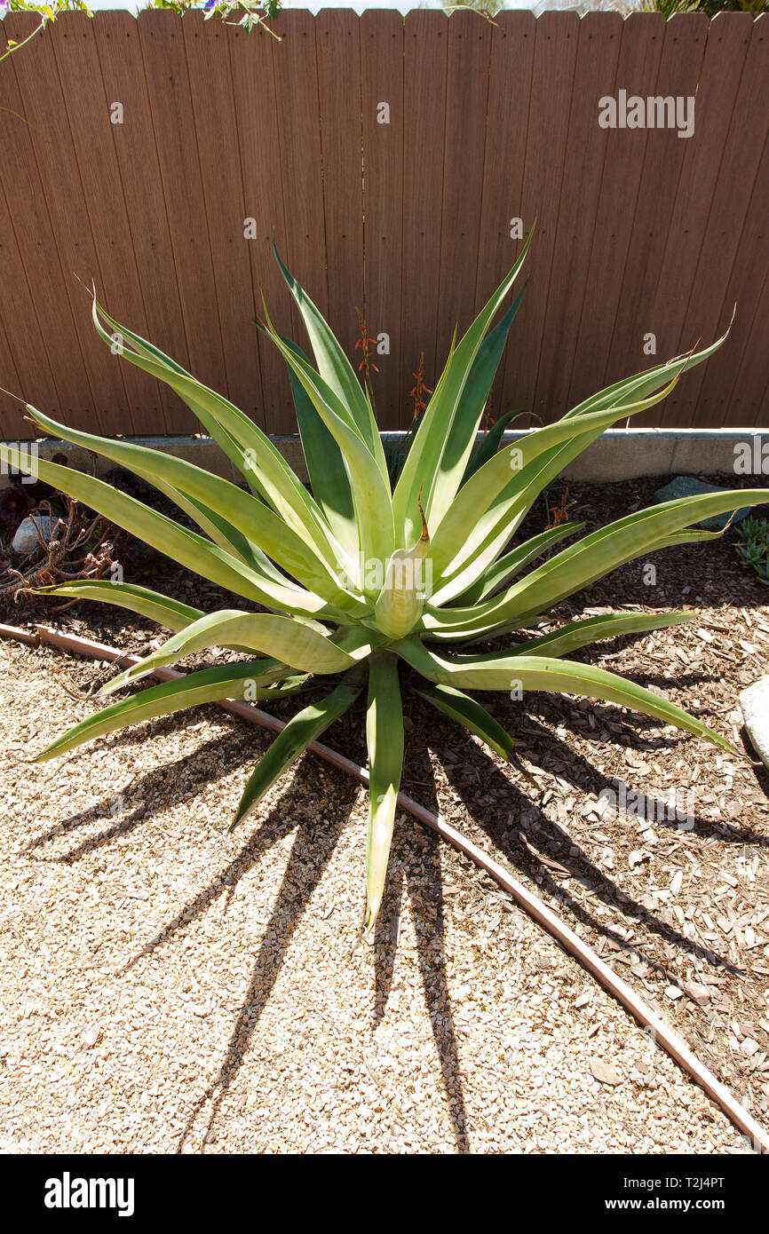 Drought resistant plant hires stock photography and images Alamy