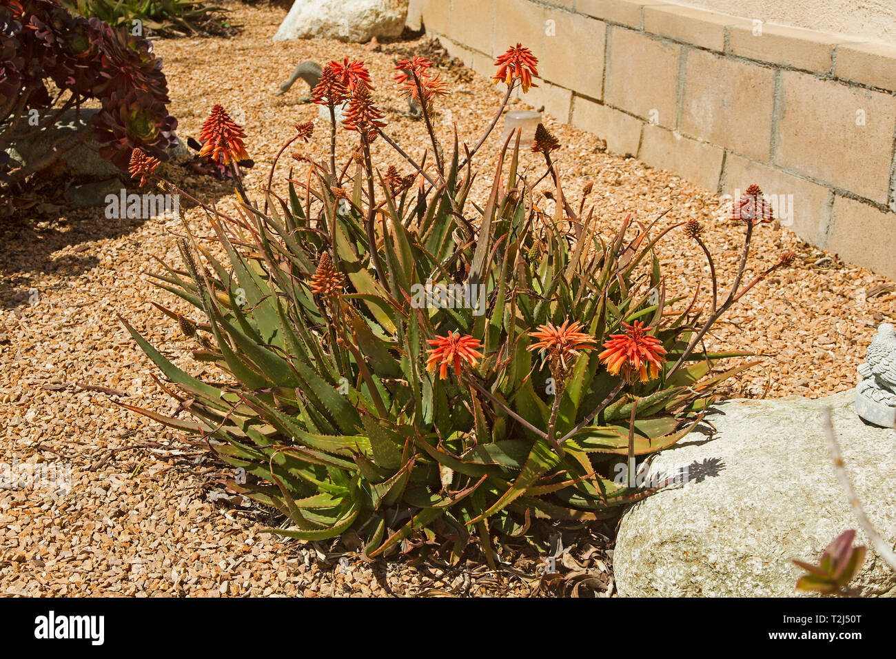 Drought resistant plants Stock Photo Alamy