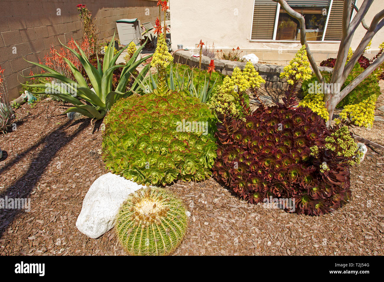 Drought resistant plants Stock Photo Alamy