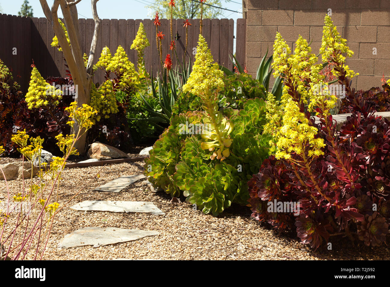 Drought resistant plants Stock Photo Alamy