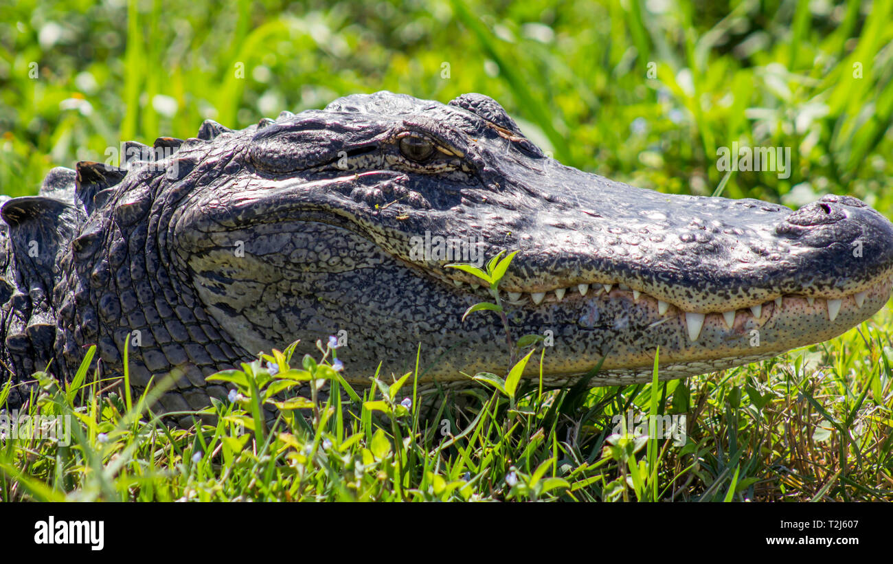The Alligator face portrait Stock Photo