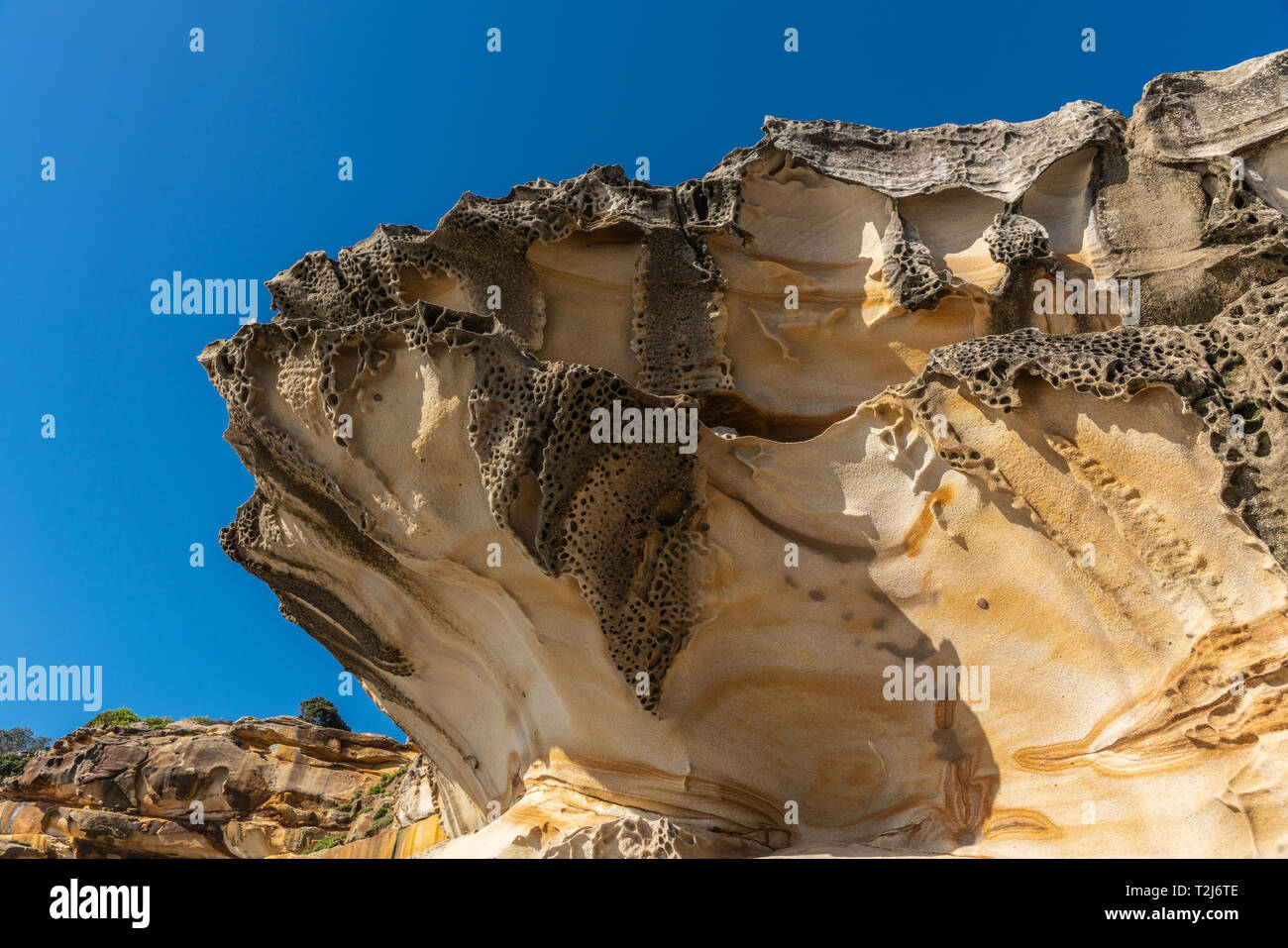 Sydney Rock Oyster High Resolution Stock Photography and Images - Alamy