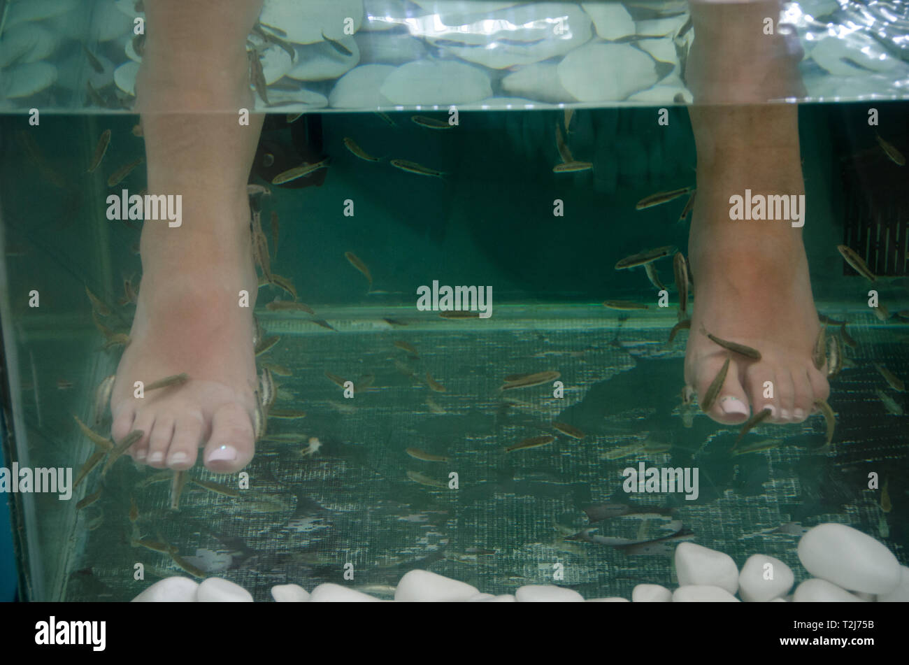 A fish spa in Santorini, Greece, uses tiny fish called Garra Rufa to eat away dead skin found on peoples' feet, leaving newer skin exposed. Stock Photo