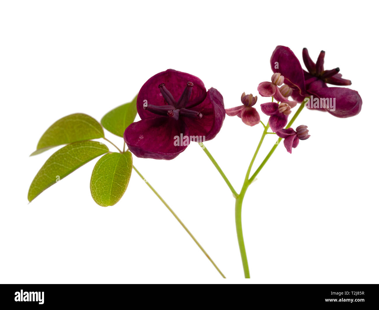 Small male and large female flowers of the chocolate vine, Akebia quinata, isolated on a white background Stock Photo