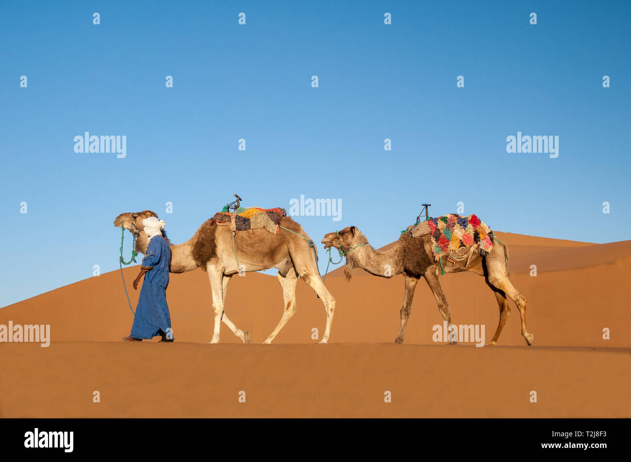 Dromedary Caravan in Sahara Desert Stock Photo