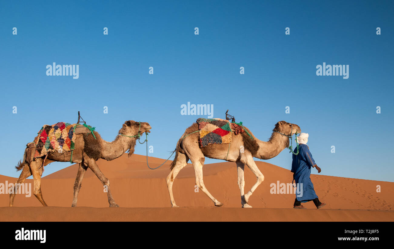 Dromedary Caravan in Sahara Desert Stock Photo