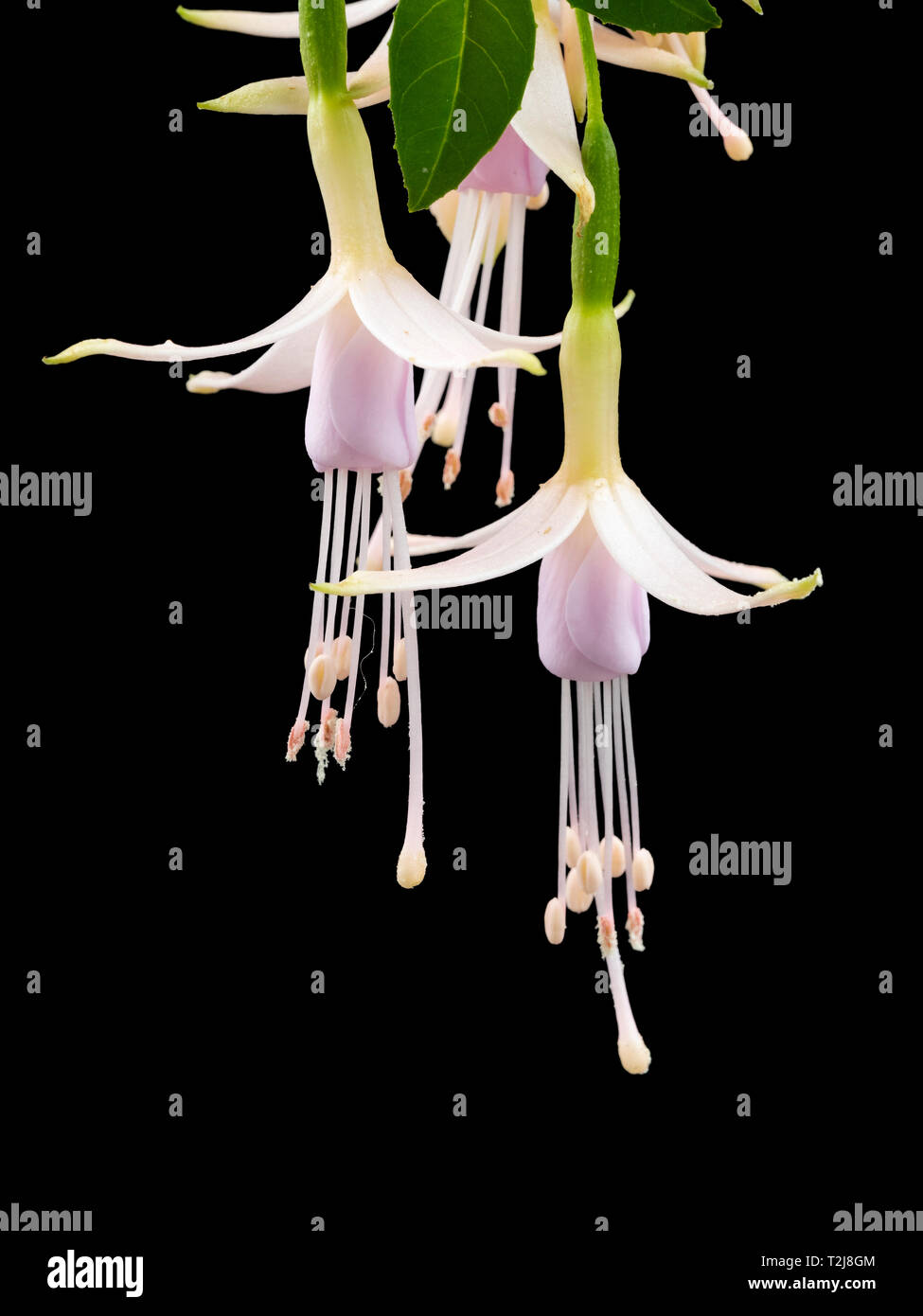 Pendant pale pink and white flowers of the hardy shrub, Fuchsia magellanica var molinae, against a black background Stock Photo