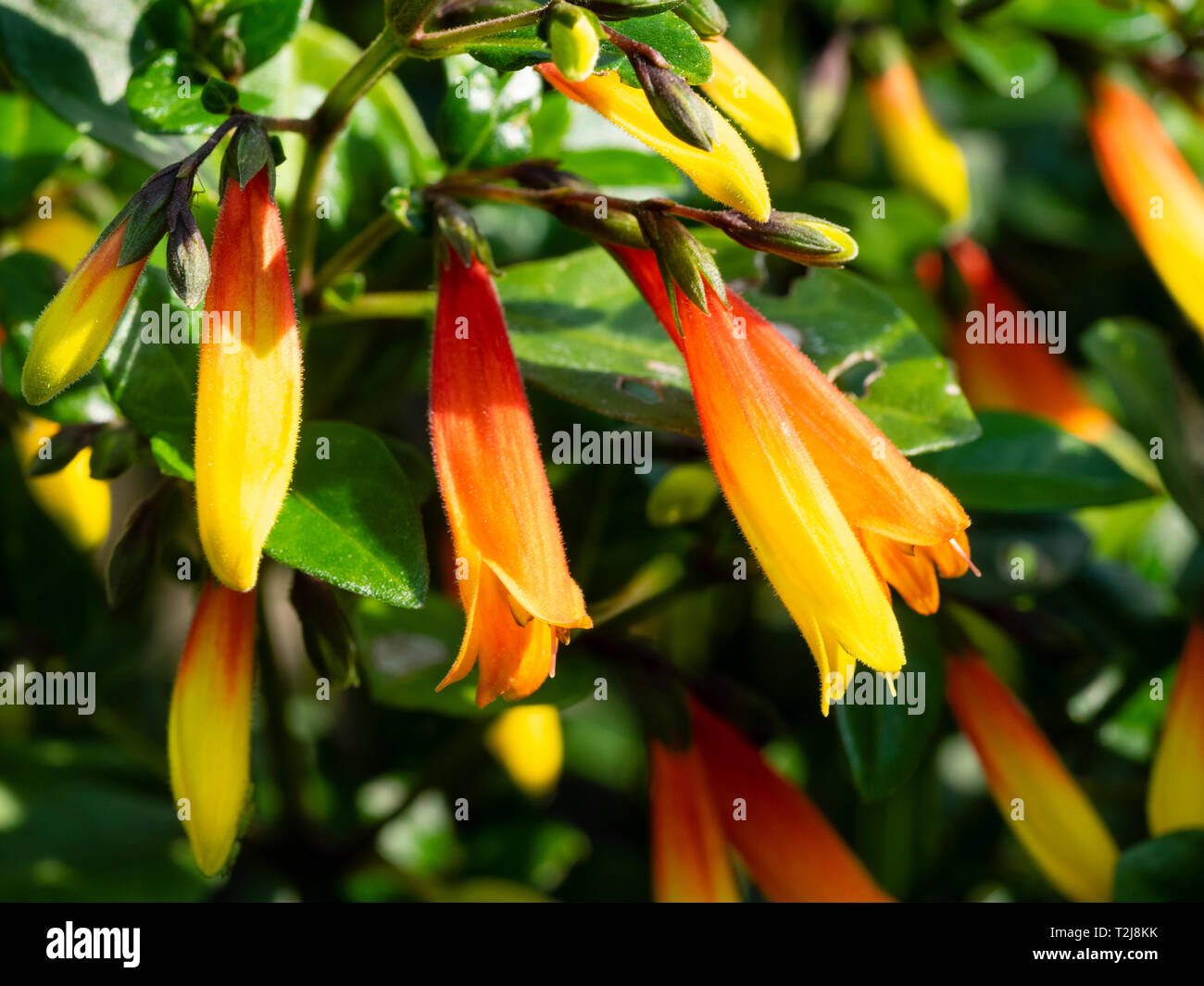 Tubular red and orange flowers of the tender, winter flowering  greenhouse plant, Justicia rizzinii Stock Photo