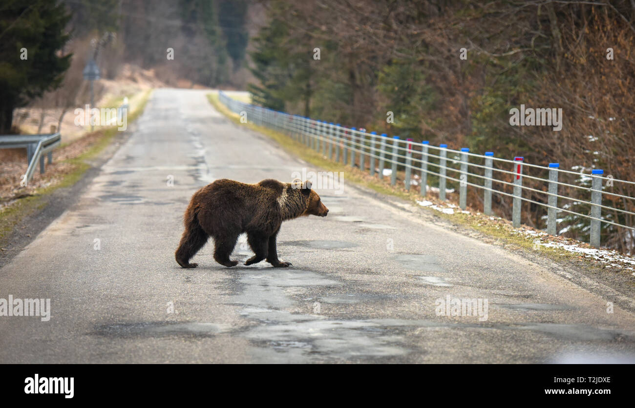 Brown bear crossing road in national park. Carpathian mountains, Poland, Europe Stock Photo