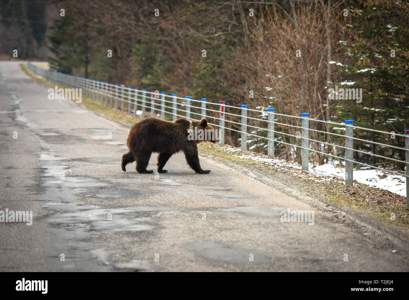 Brown bear crossing road in national park. Carpathian mountains, Poland, Europe Stock Photo