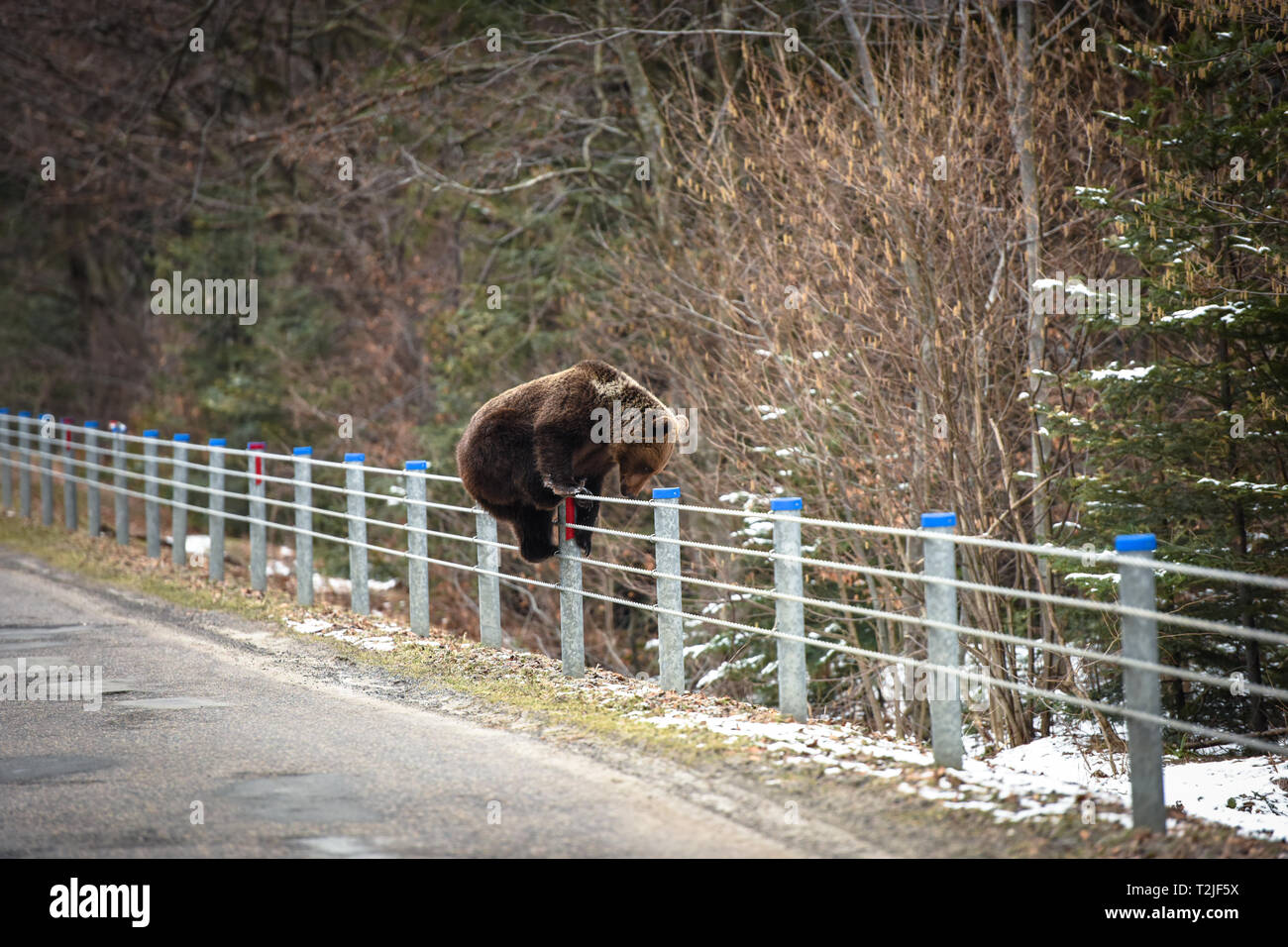 Funny pic of Brown Bear climbing on guardrail Stock Photo