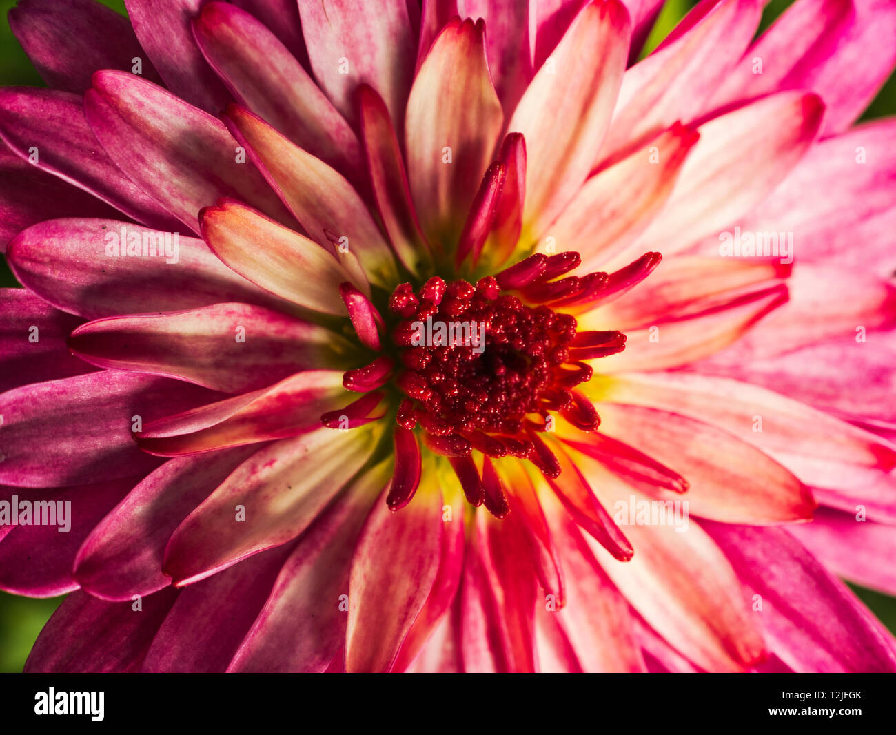 Dahlia flower blooms hi-res stock photography and images - Alamy