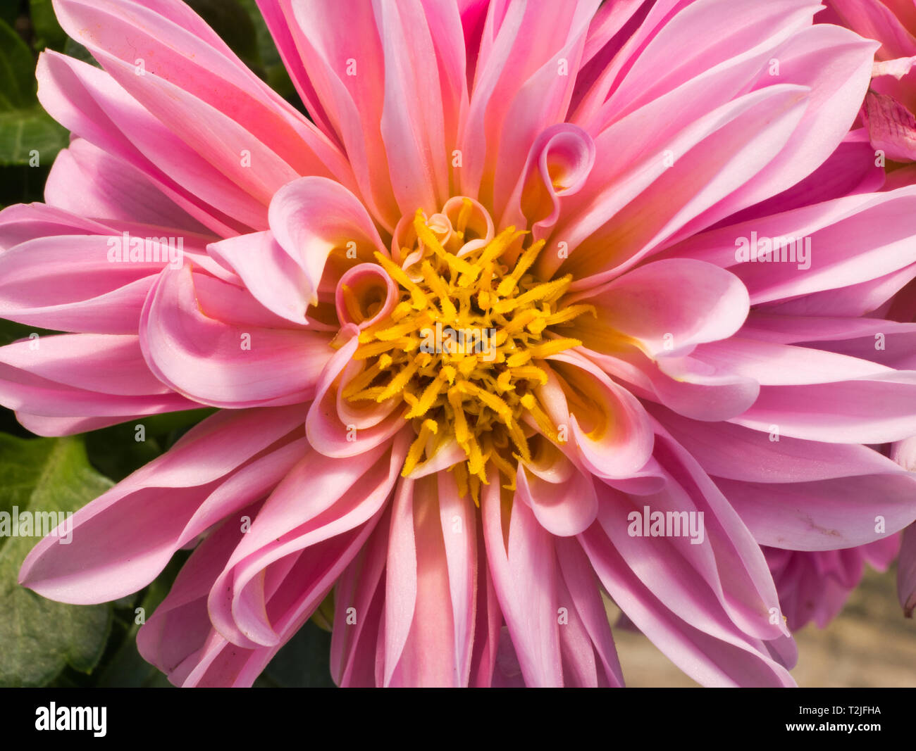 Dahlia flower blooms hi-res stock photography and images - Alamy