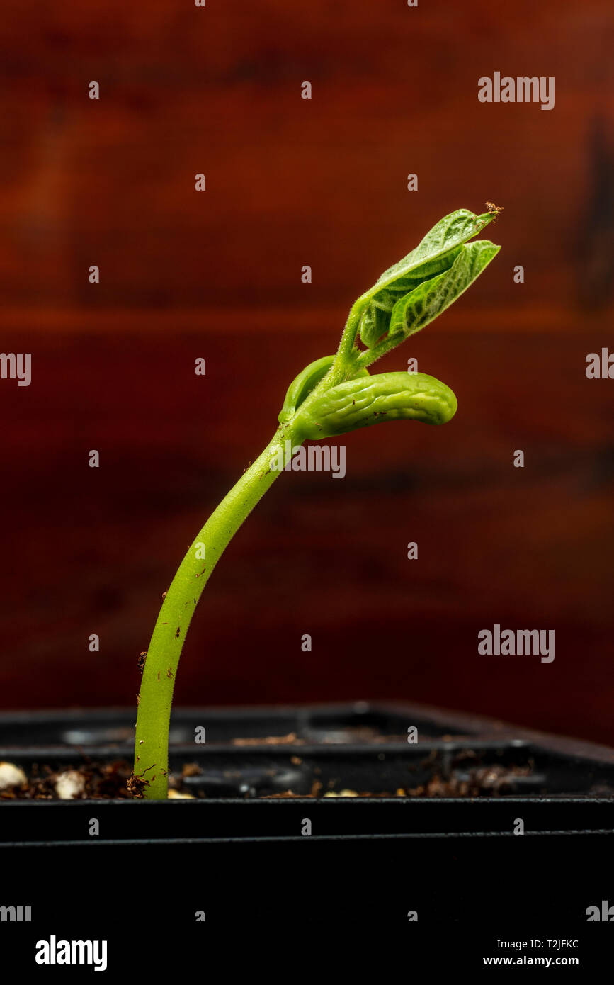 Vertical shot of a new bean sprout in a plastic tray ready for planting with copy space. Stock Photo