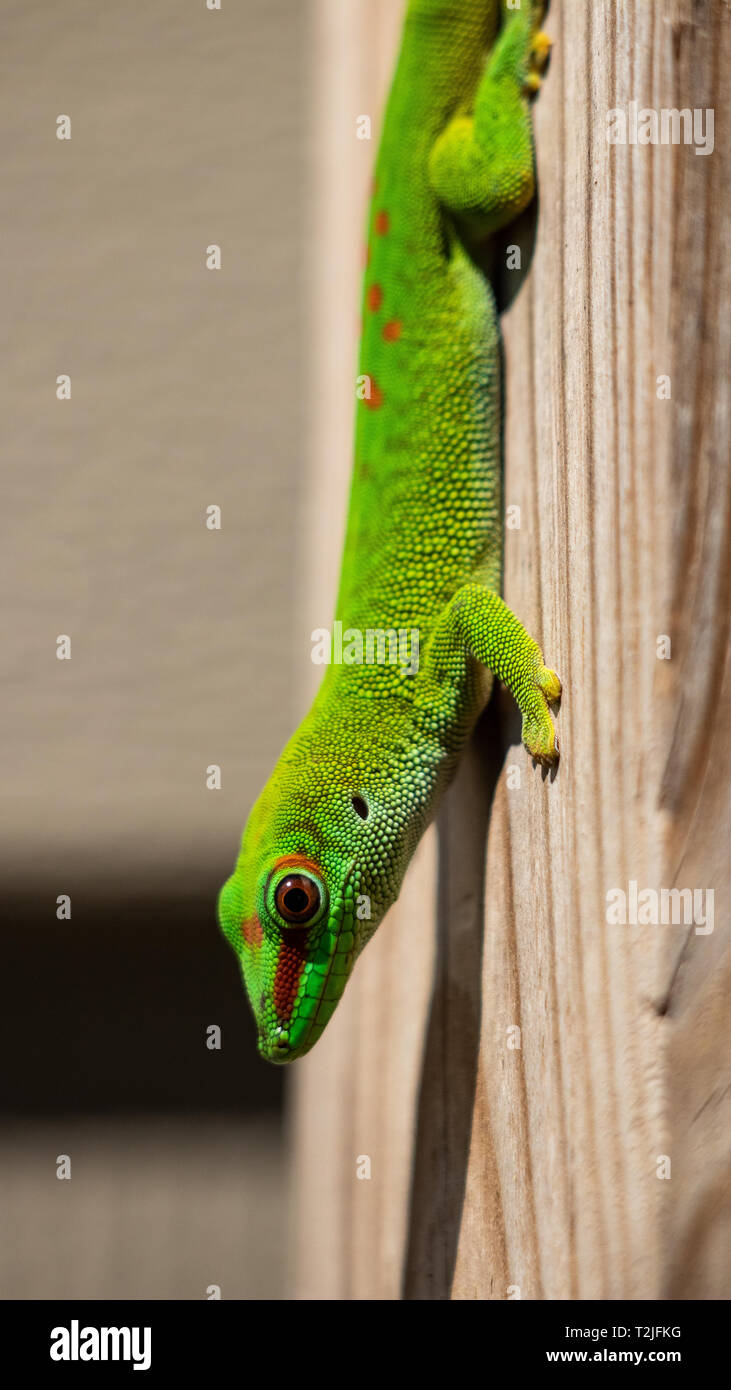 Madagascar Day Gecko, Phelsuma madagascariensis madagascariensis, Florida Keys, Florida USA  March 22 2019 Stock Photo