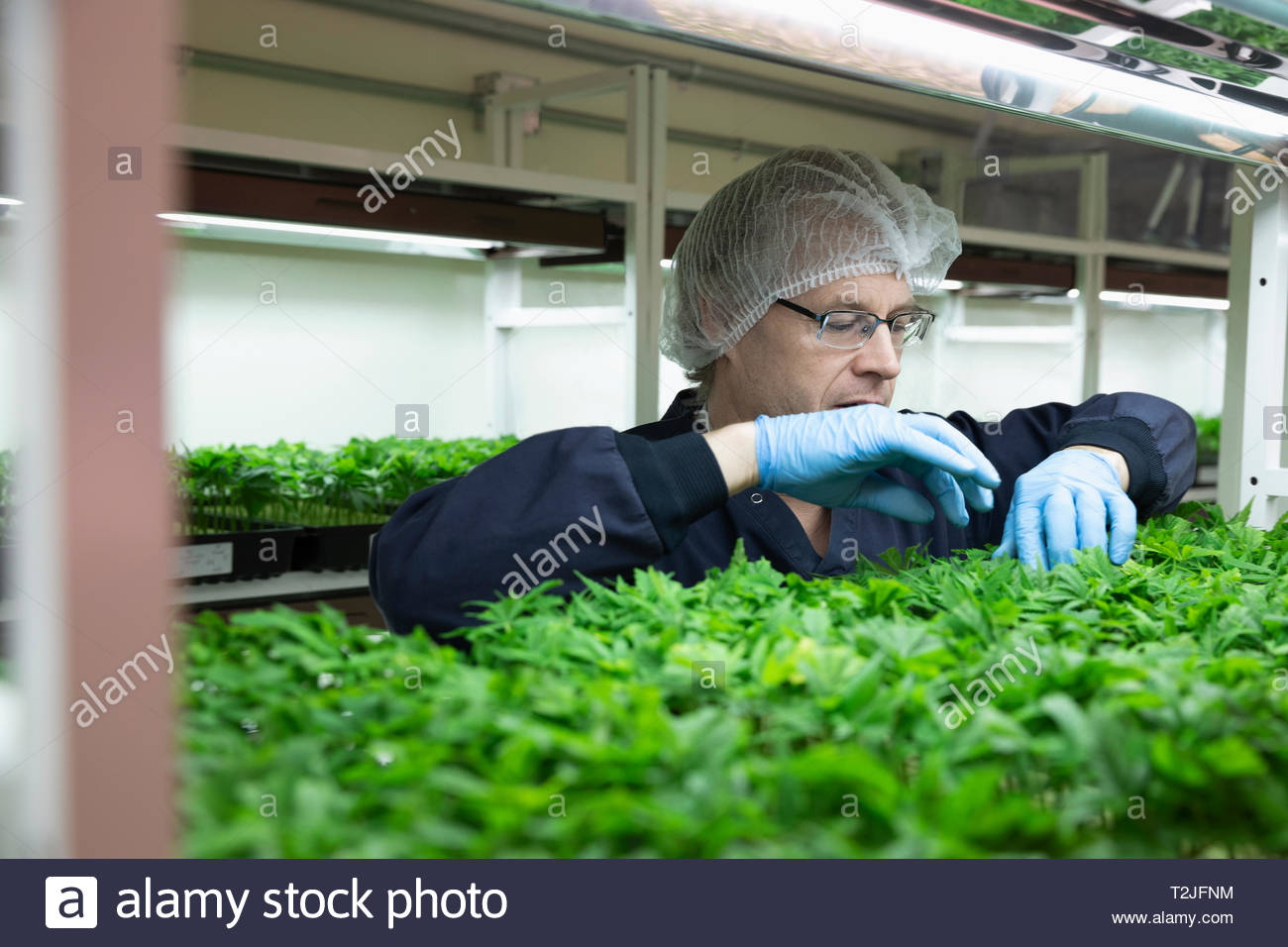 Grower inspecting cannabis seedlings in incubation Stock Photo