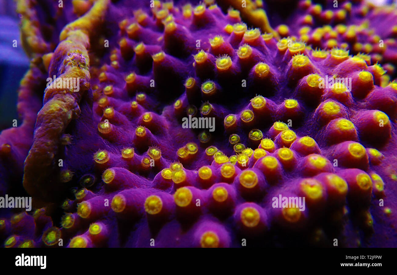 Yellow polyps on the purple Turbinaria SPS coral Stock Photo