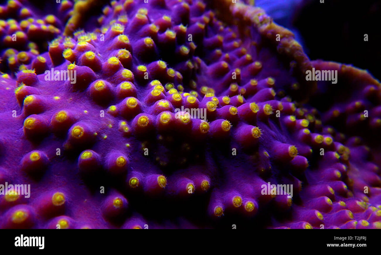 Yellow polyps on the purple Turbinaria SPS coral Stock Photo - Alamy