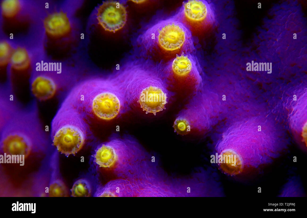 Yellow polyps on the purple Turbinaria SPS coral Stock Photo