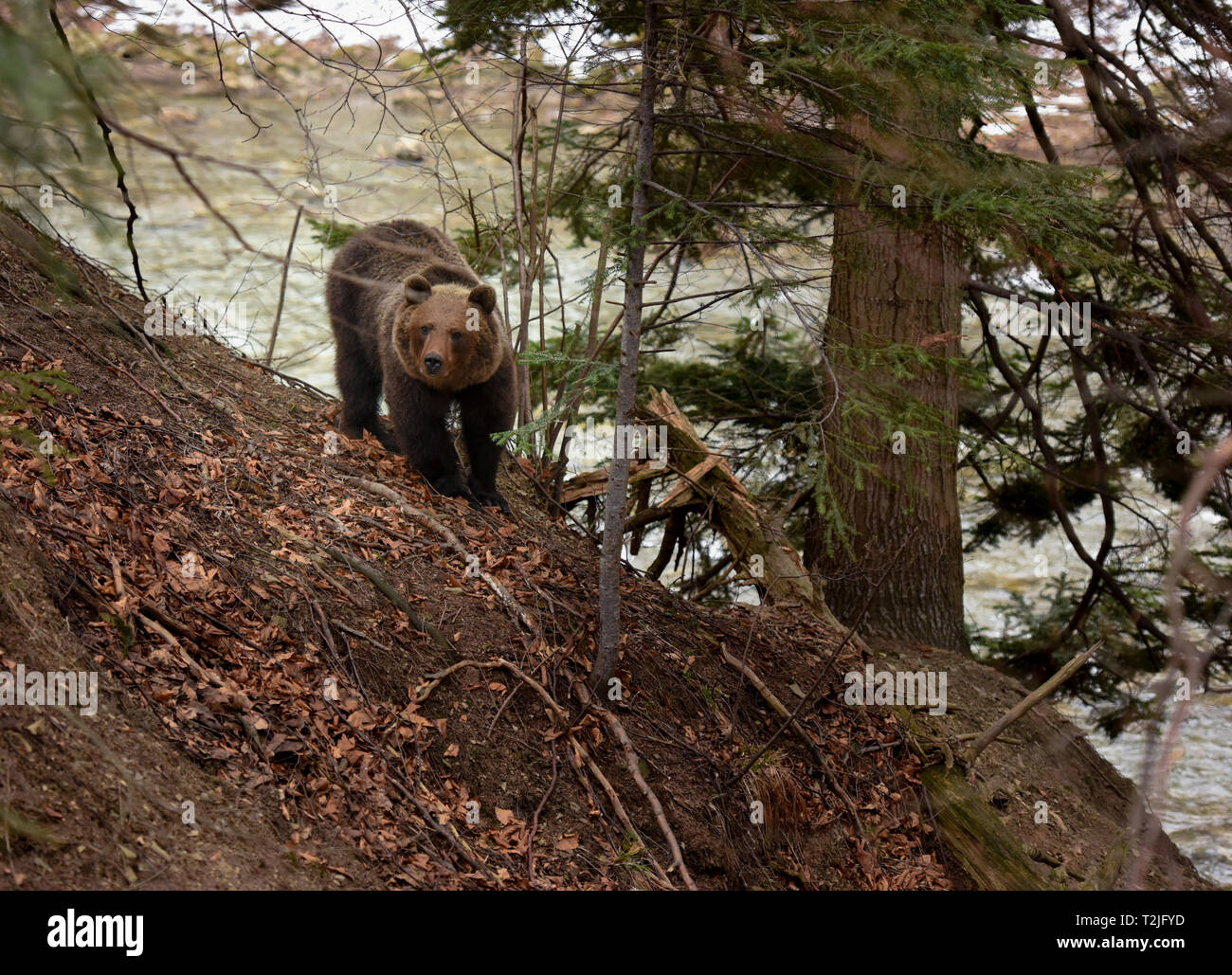 Brown bear on a river bank. Dangerous meeting with wild animal. Stock Photo