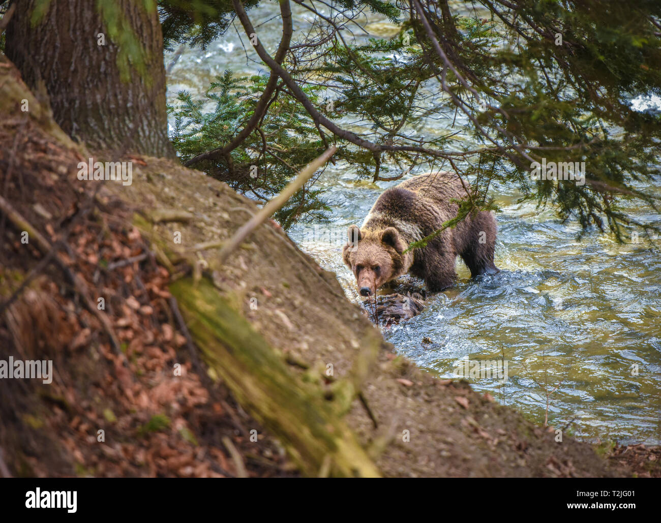 Wild brown bear crossing river in Carpathian forest Stock Photo