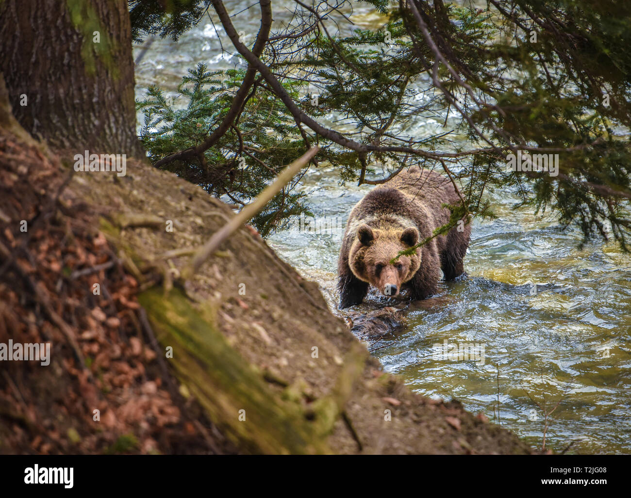 Wild brown bear crossing river in Carpathian forest Stock Photo