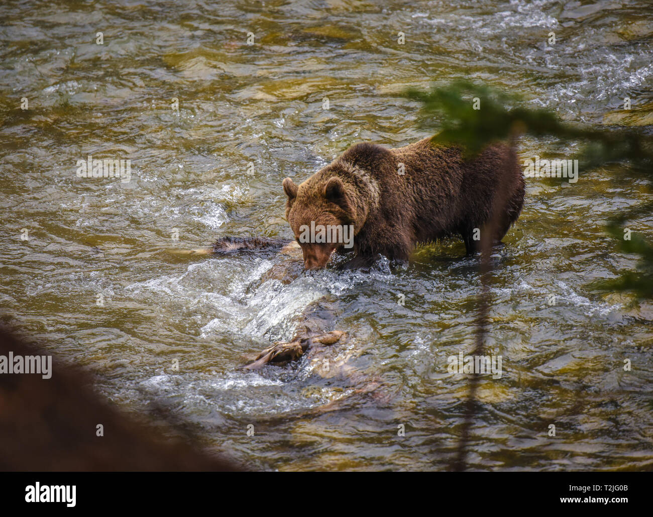 Brown bear hunting in the river Stock Photo