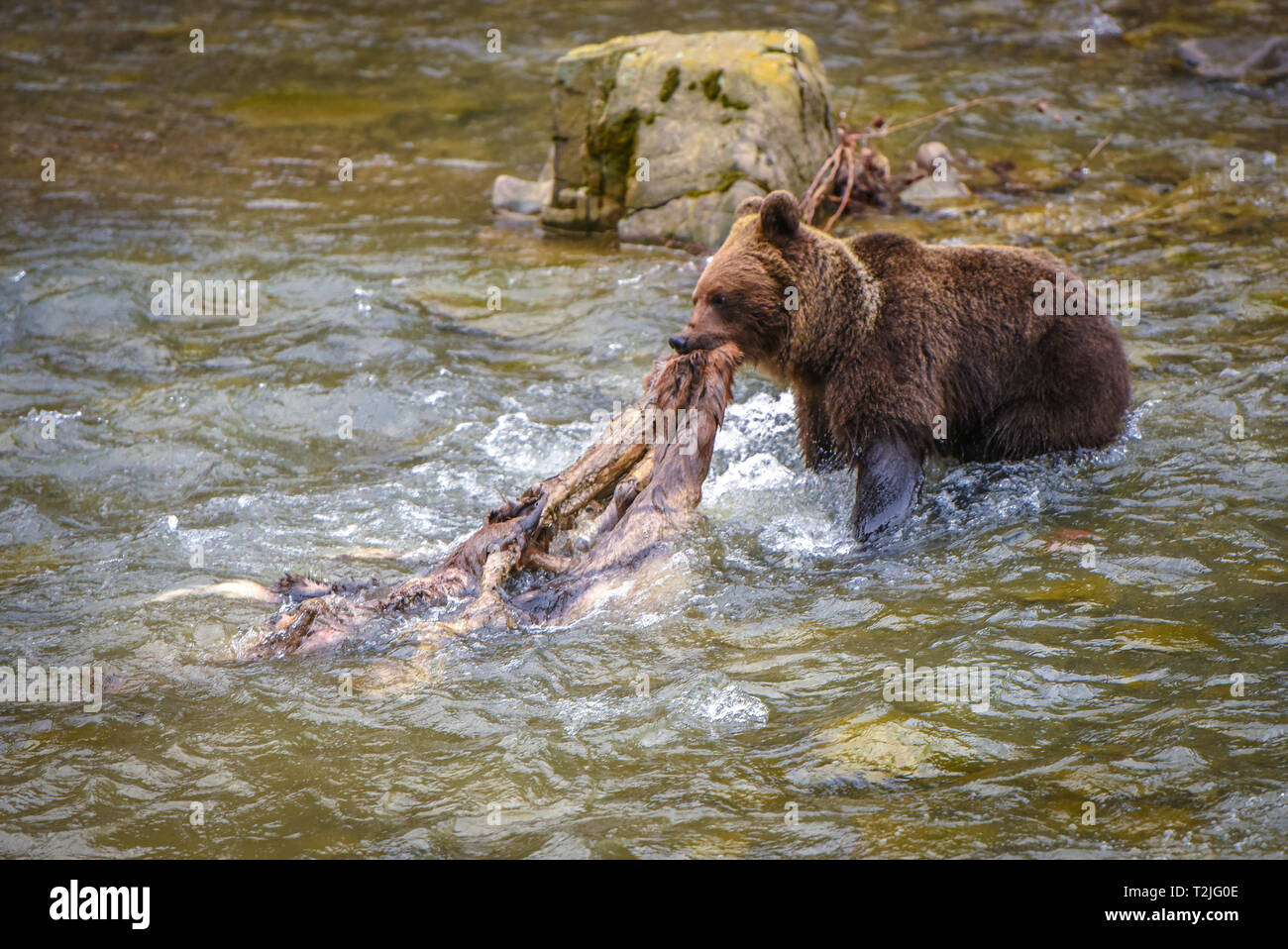 Close up picture of Brown bear with red deer carcass in his mouth going across the river, Carpathian Region, Poland, Eastern Europe. European wildlife Stock Photo
