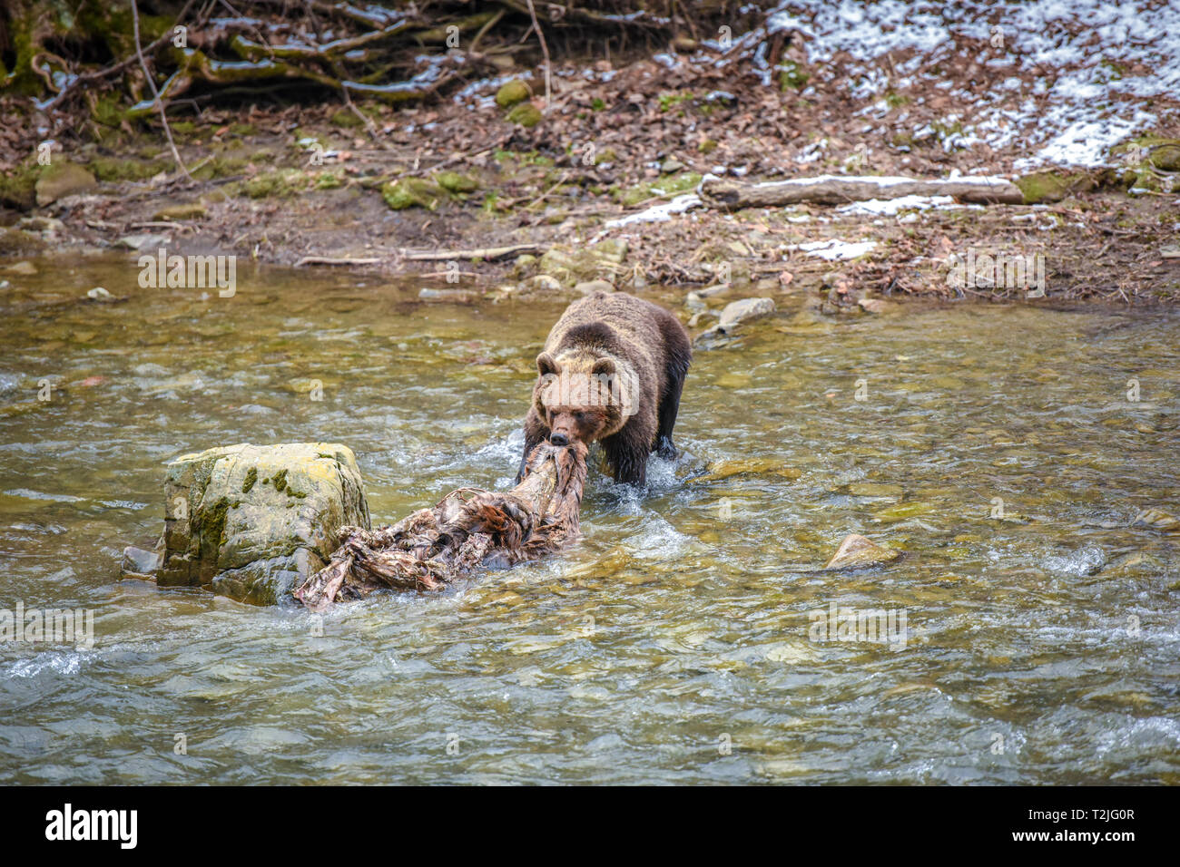Brown bear with red deer carcass in his mouth going across the river, Carpathian Region, Poland, Eastern Europe. European wildlife. Stock Photo
