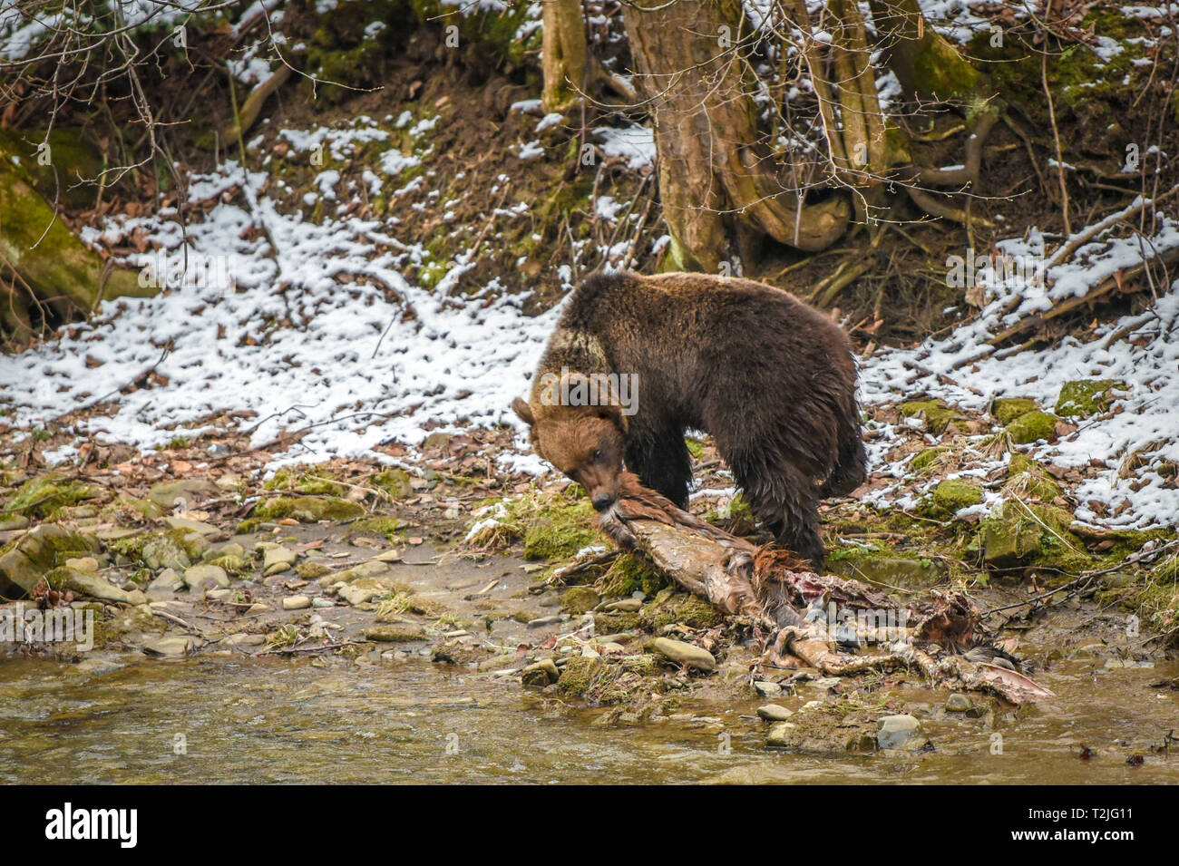 Brown bear feeding on deer carcass on the river bank in early spring, Bieszczady Mountains in Carpathian Region, Poland, Eastern Europe. Stock Photo