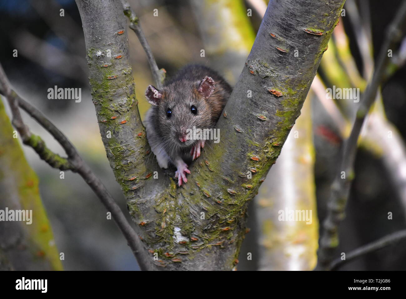 Rat peeking out from tree Stock Photo