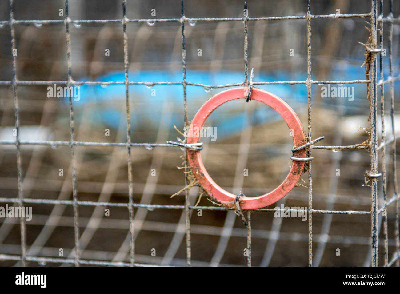 Closeup on escape hole for small fish on crab pot, Dunkirk, MD Stock Photo