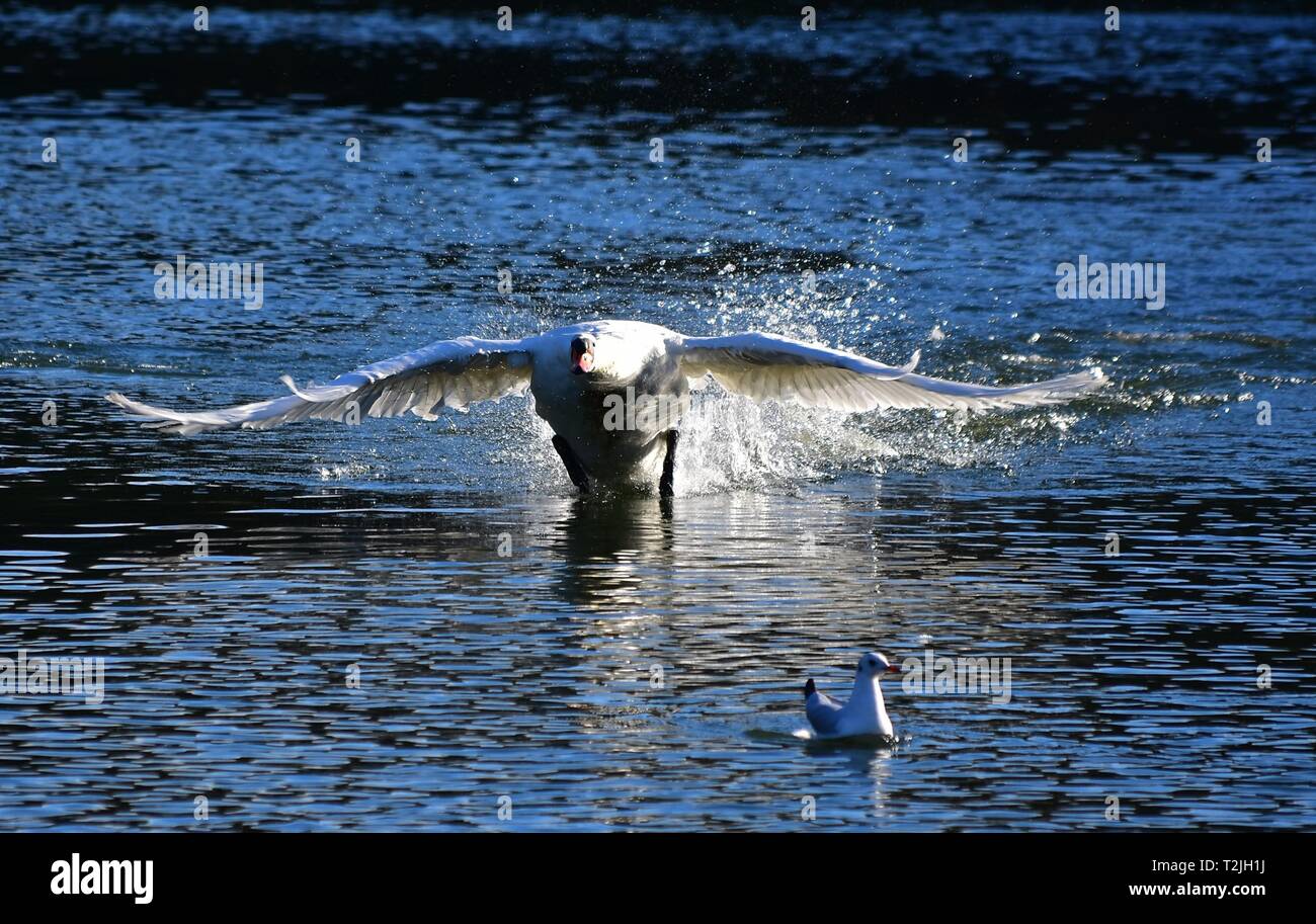 Swan On Land High Resolution Stock Photography and Images Alamy