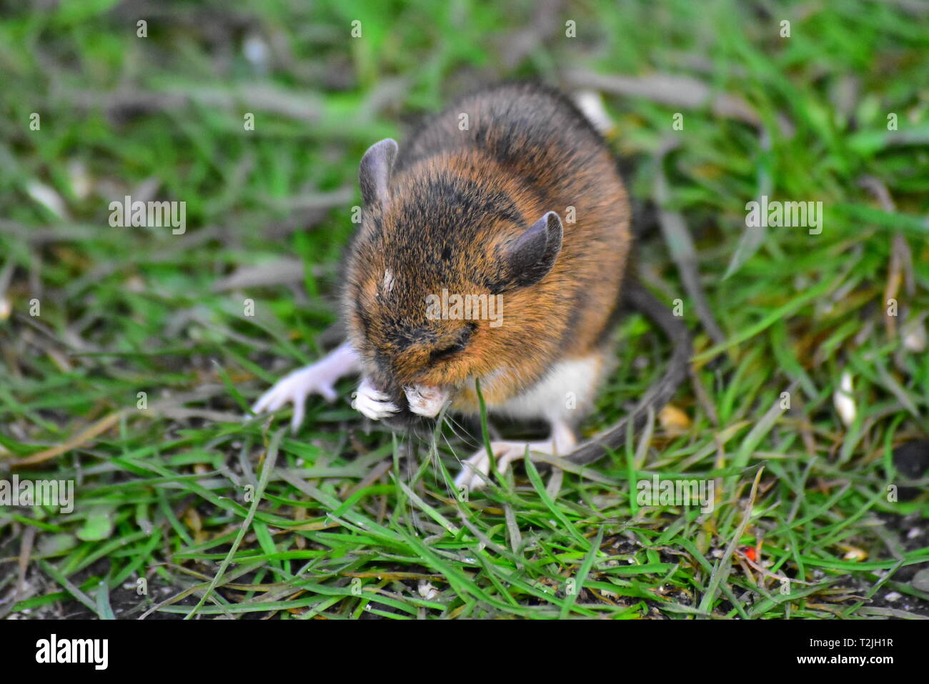 Young Field mouse wiping face! Stock Photo - Alamy