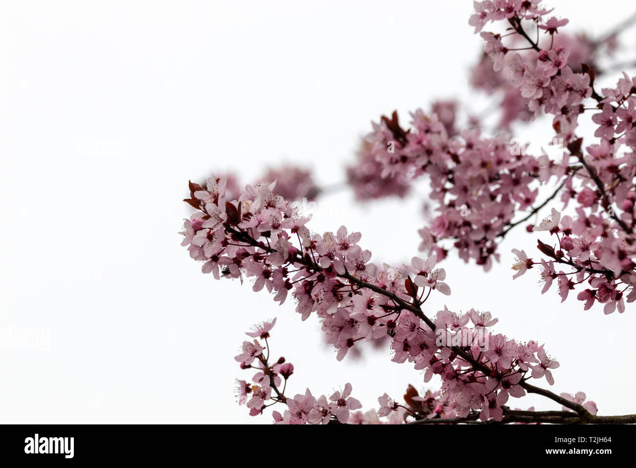 Cherry Blossoms on white background, Northern Germany Stock Photo