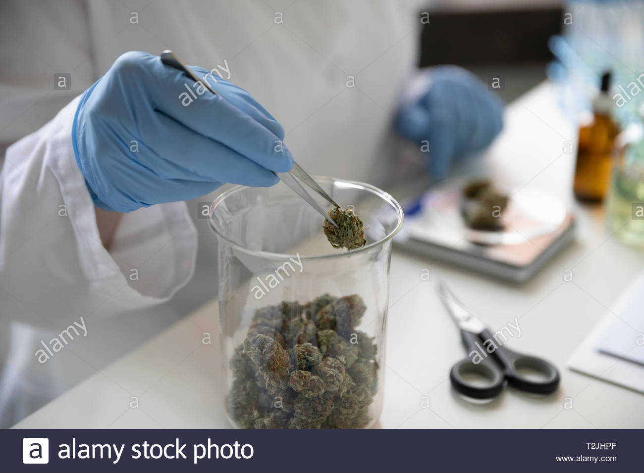 Quality control specialist measuring marijuana buds Stock Photo Alamy