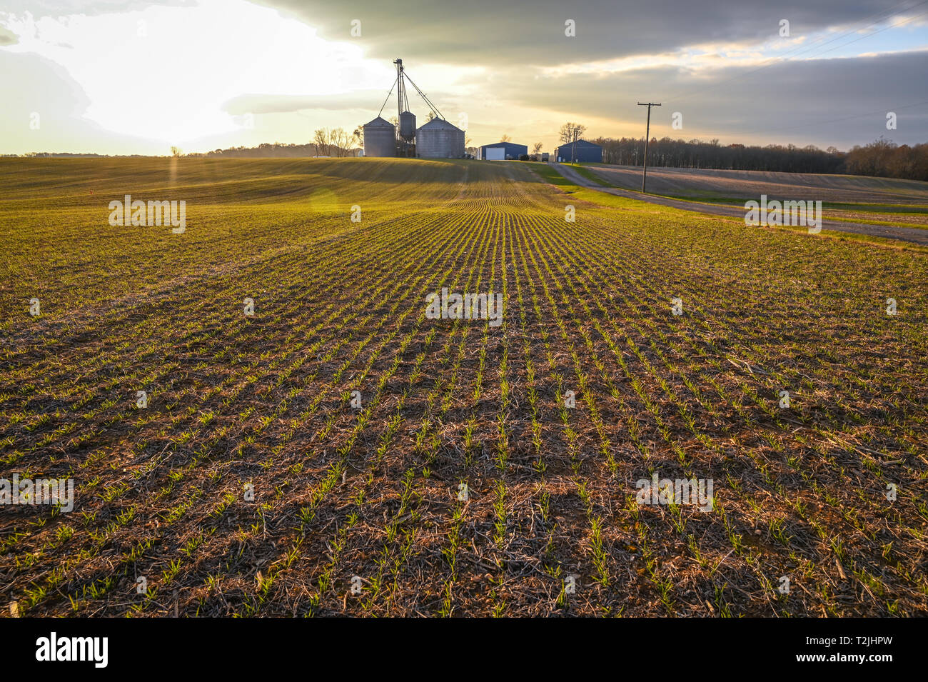 Rows of small grain crops beginning to grow in field with grain silos in background, Laytonsville Maryland Stock Photo