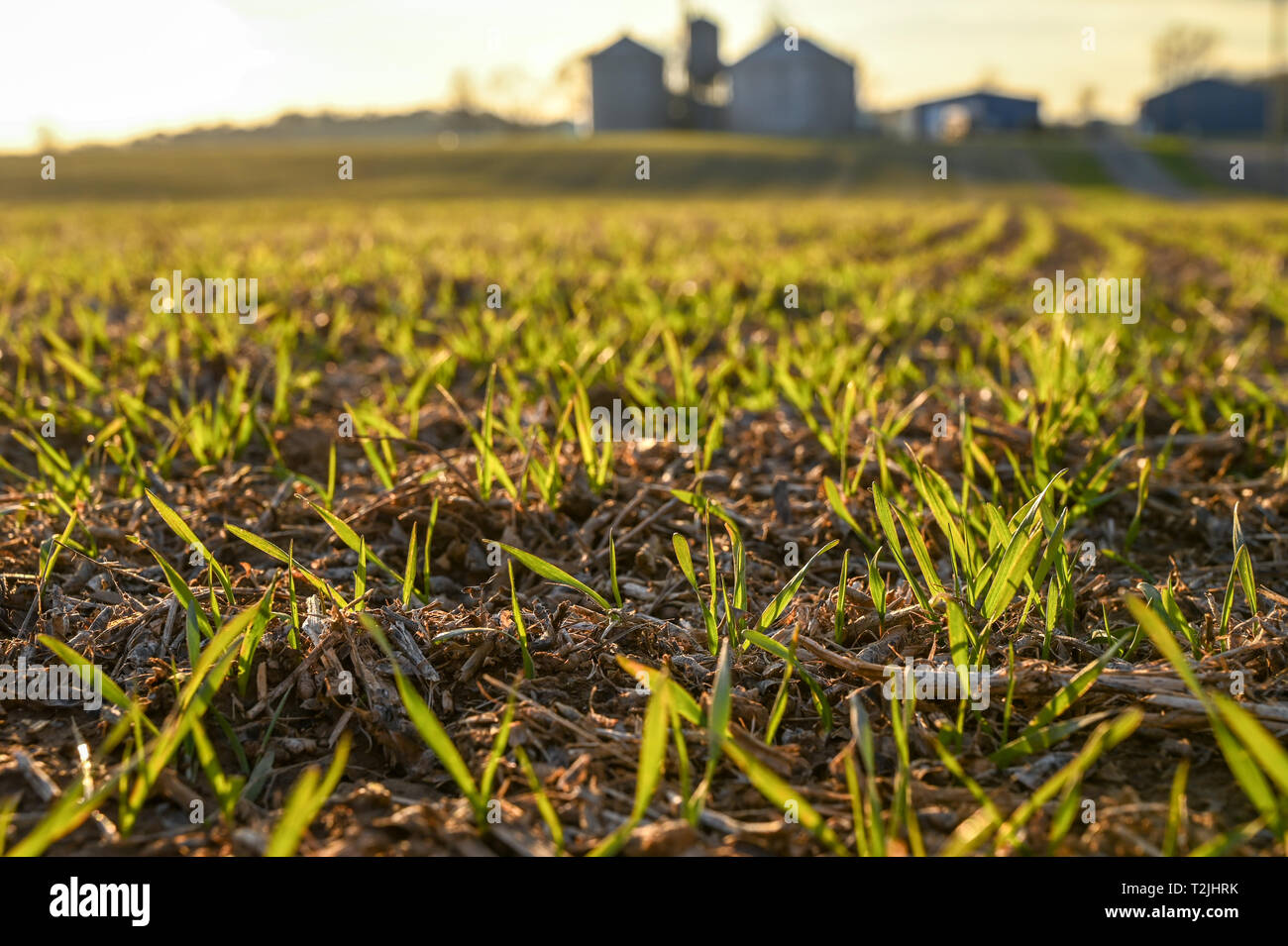 Closeup on small grain crops beginning to grow in field,  Laytonsville Maryland Stock Photo