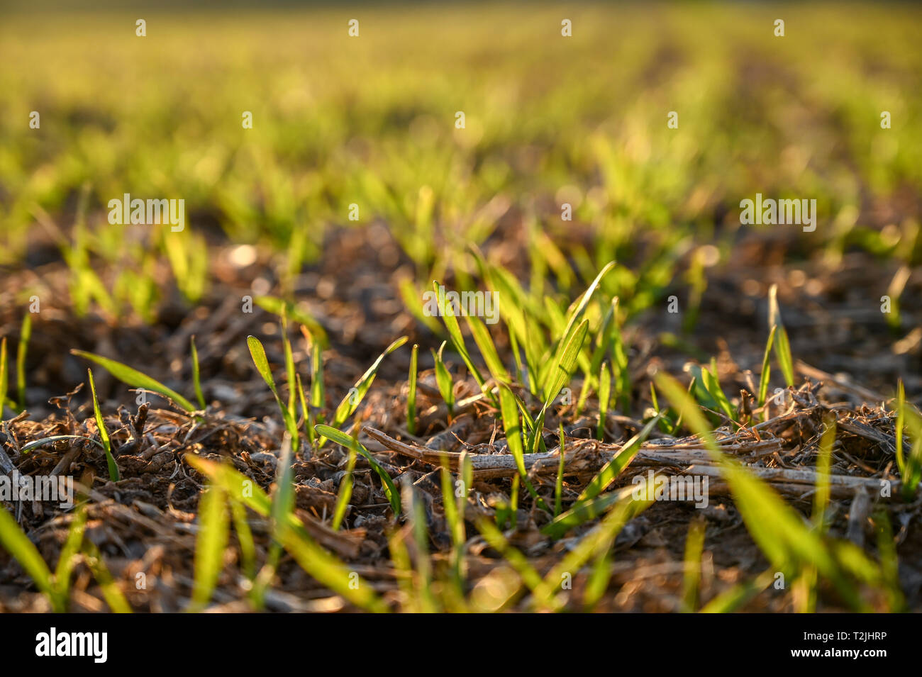 Closeup on small grain crops beginning to grow in field,  Laytonsville Maryland Stock Photo