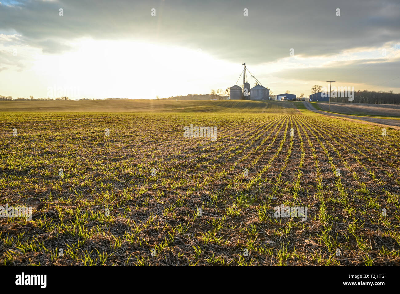 Sunshine spills over field of small grain crops with grain silos in the background,  Laytonsville Maryland Stock Photo