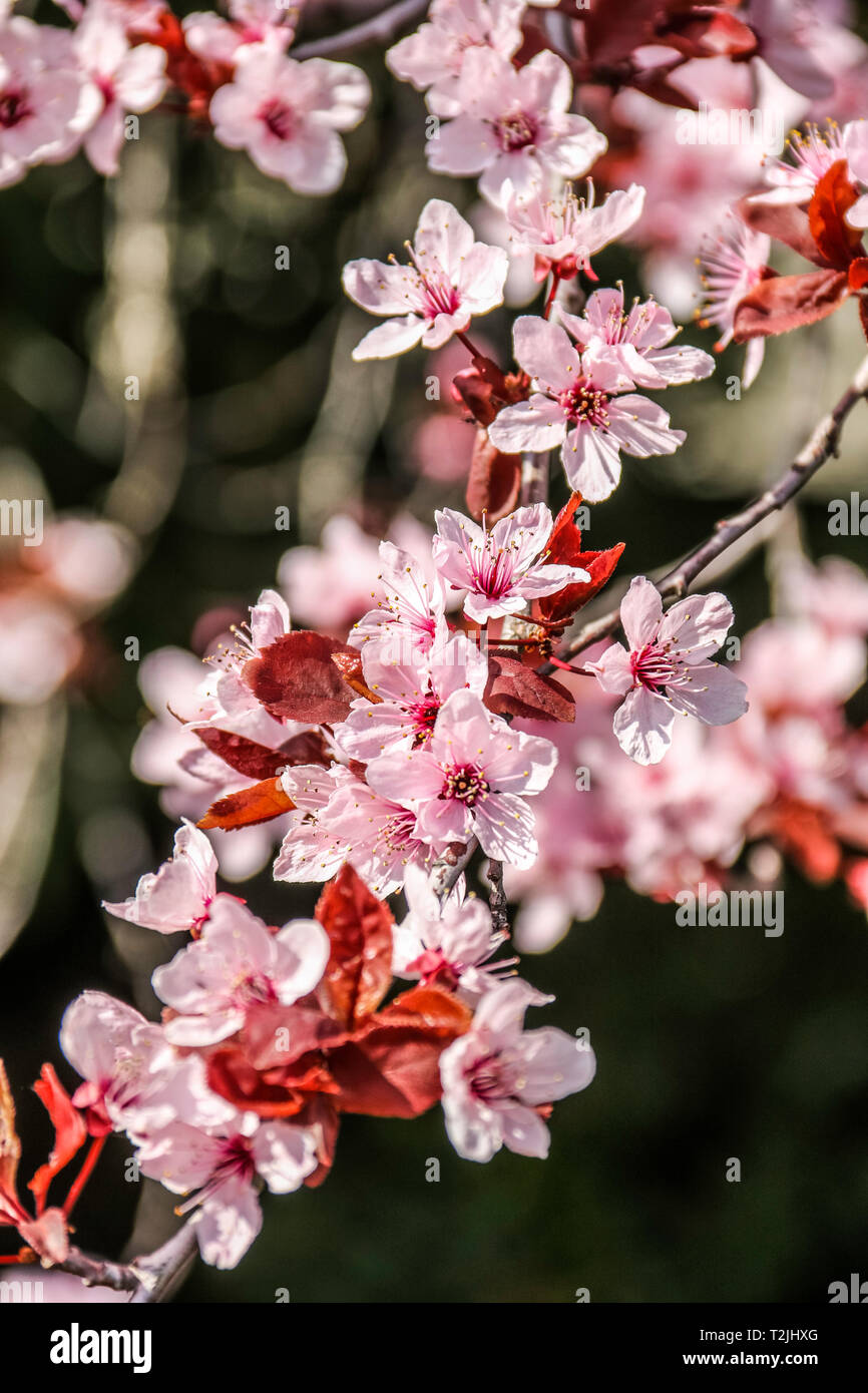 Spring, flowers in my garden Budapest, Hungary ( Mahonia, Klivia, Plum