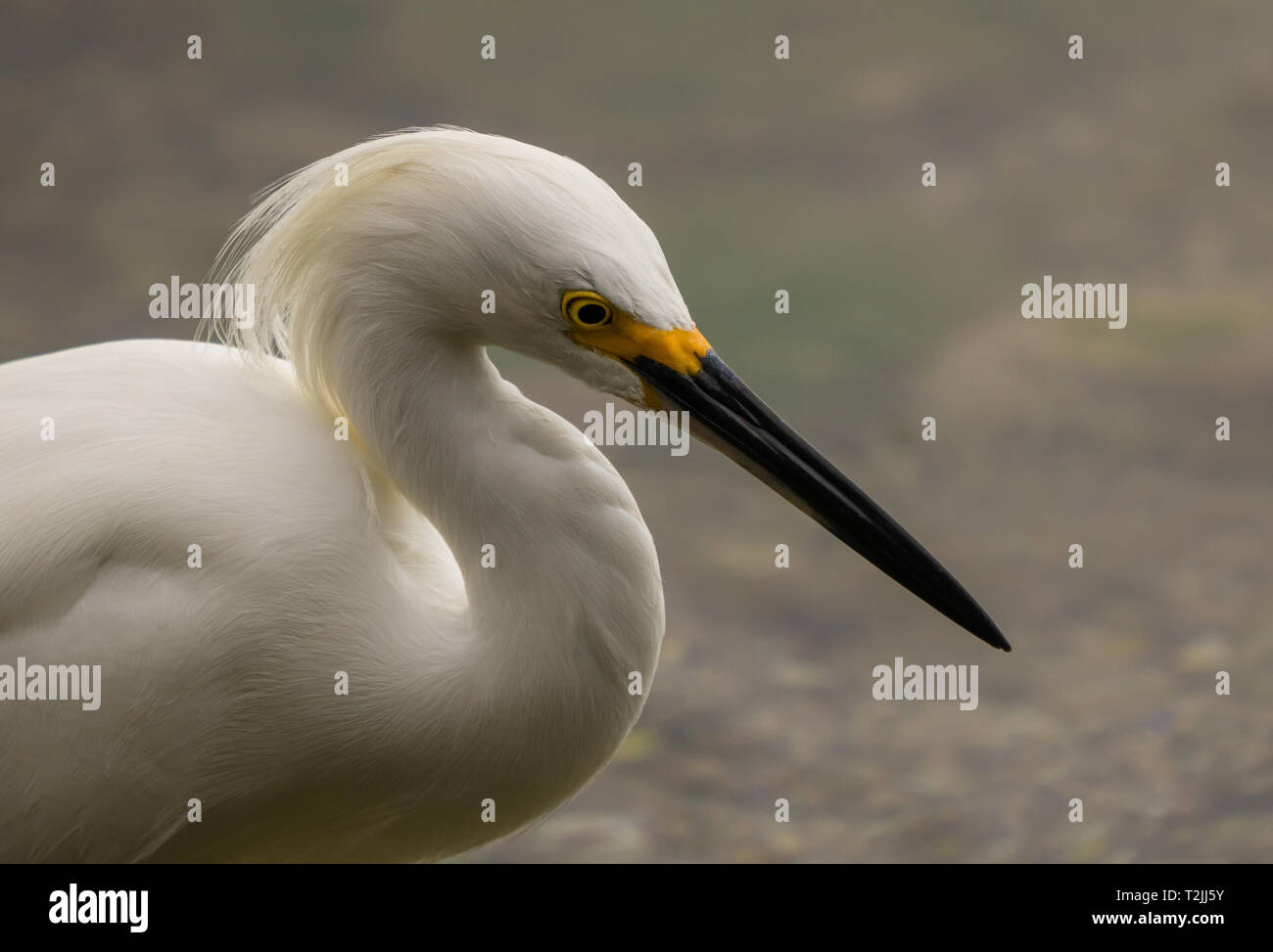 A graceful snowy egret in close up Stock Photo Alamy A graceful snowy egret in close up Stock Photo Alamy