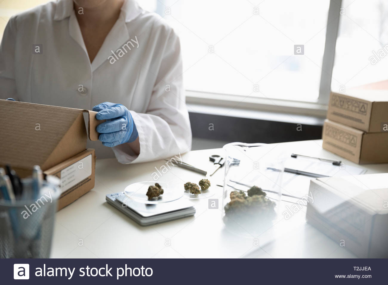 Quality control specialist weighing marijuana buds Stock Photo Alamy