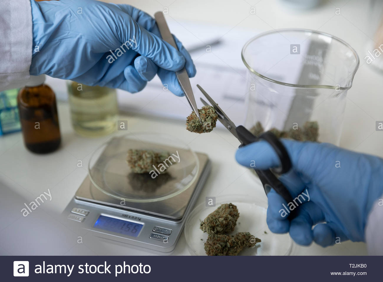 Quality control specialist trimming and measuring marijuana buds Stock Photo Alamy
