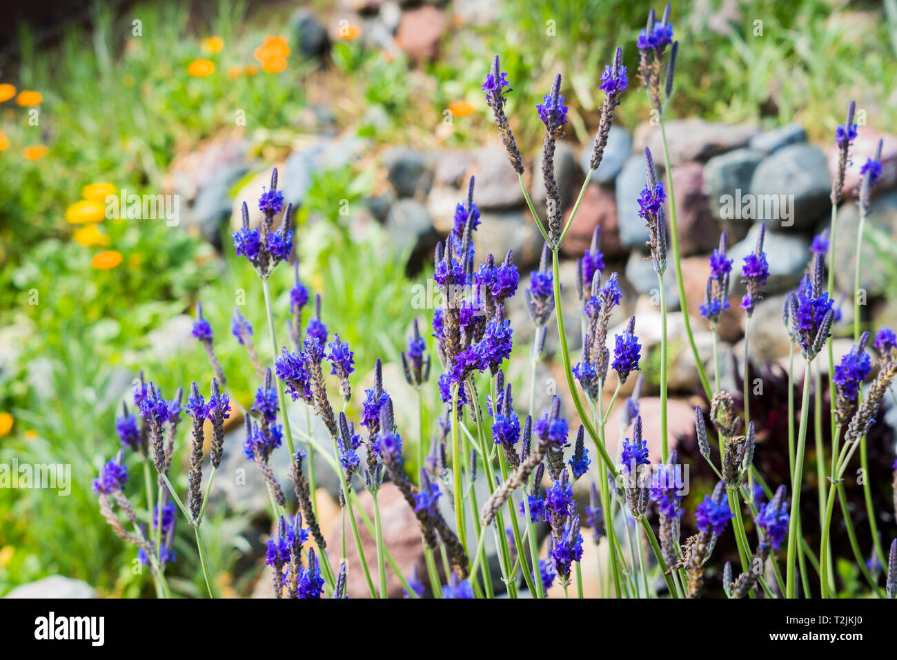 purple flowers in the garden Stock Photo - Alamy