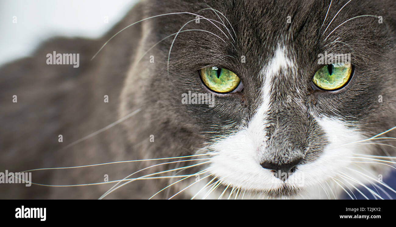 Angry cat hi-res stock photography and images - Alamy