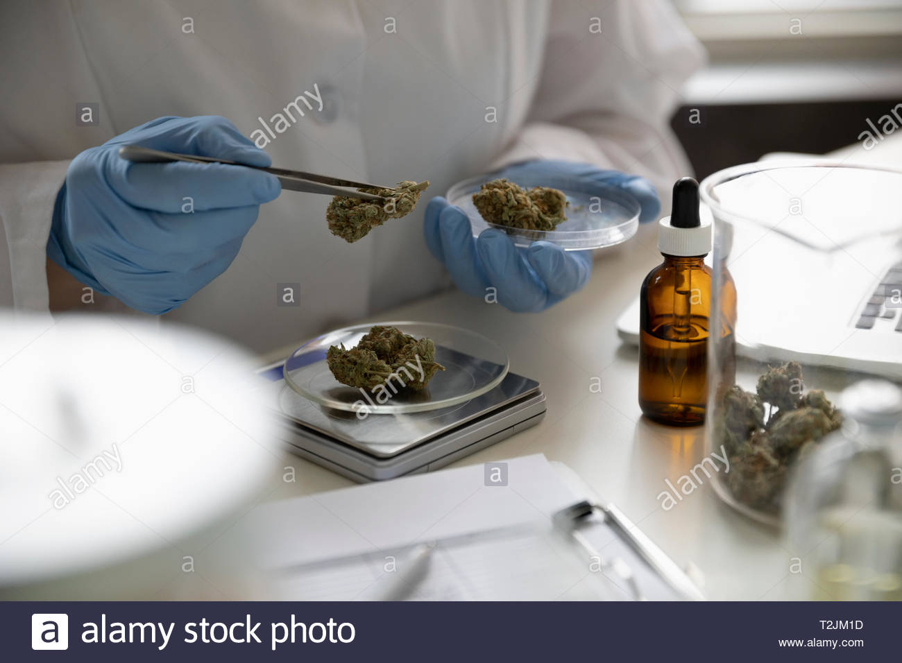 Quality control specialist measuring marijuana buds Stock Photo Alamy