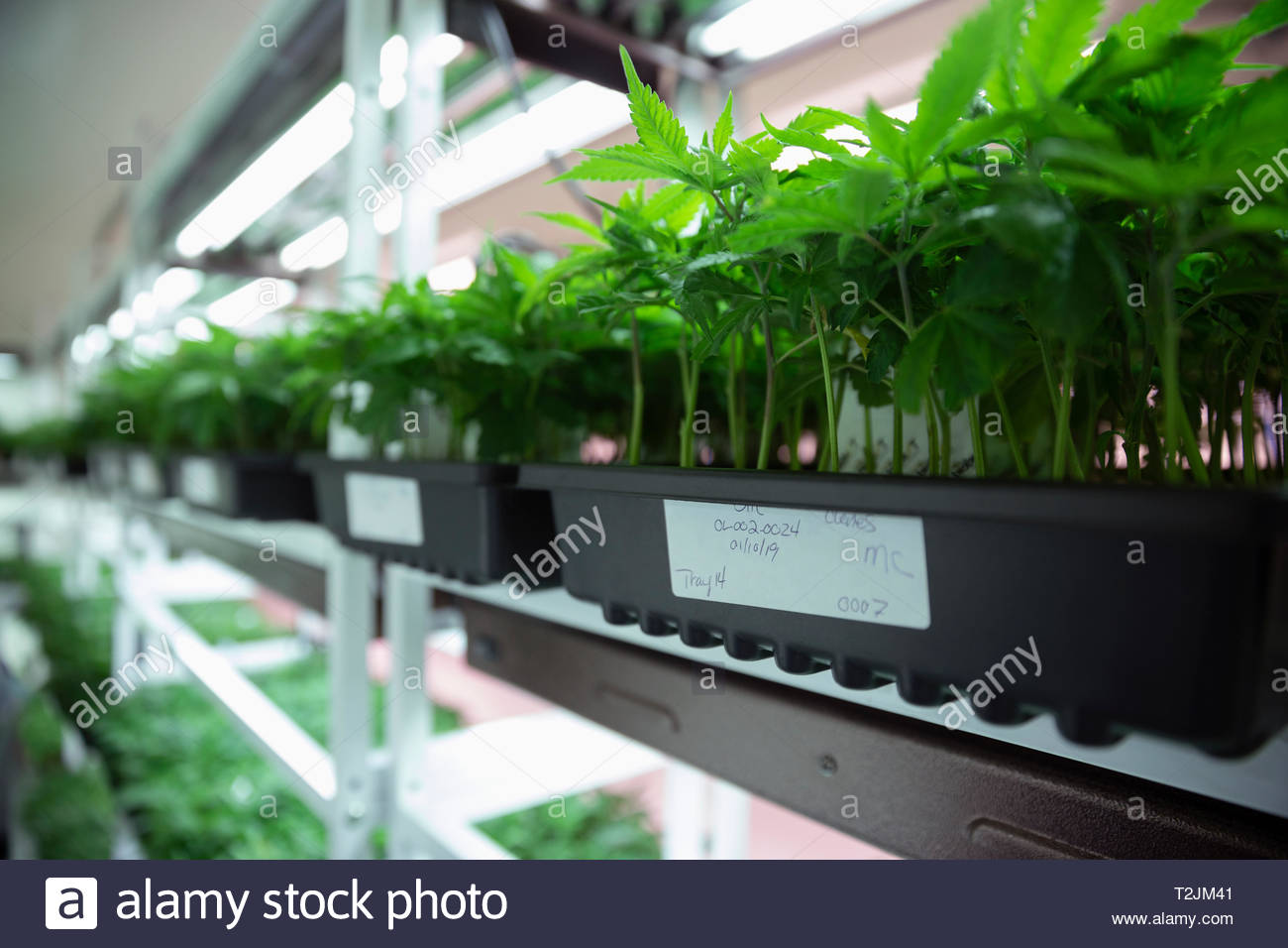 Cannabis seedlings in incubation Stock Photo